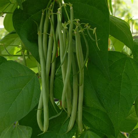 Plant when daytime soil temperatures average at least 60°f. Climbing French Bean Seed 'Fasold' | Buy Online
