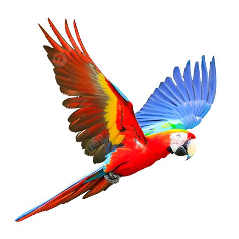 Isolated Scarlet Macaw Parrot Flying On Transparent Parrot Bird