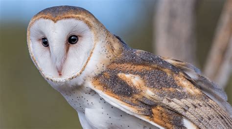 Owl Traits Species And Lifespan İ