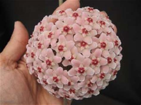 Check spelling or type a new query. Large Selection of Hoyas