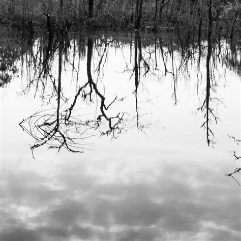 Abstract Dead Trees Reflected In A Lake Art Of Pattern And Surface