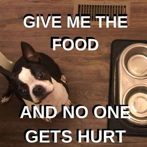 10 Awesome Boston Terrier Memes From Boston Terrier Society Boston