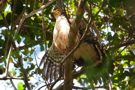 Slaty Backed Forest Falcon