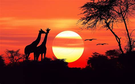 African Sunset Hd Wallpapers For Mobile Phones And Pc : Wallpapers13.com
