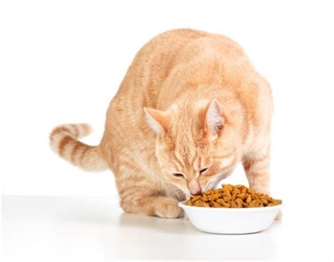 If you prefer dry cat food, you should look for food that's balanced and nutritious. How Much Does Owning Cats Cost? - Argos Pet Insurance