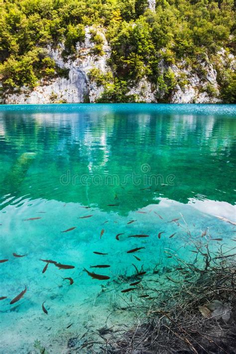 A Fish Swims Near The Shore Of The Lake With Crystal Clear Turquoise