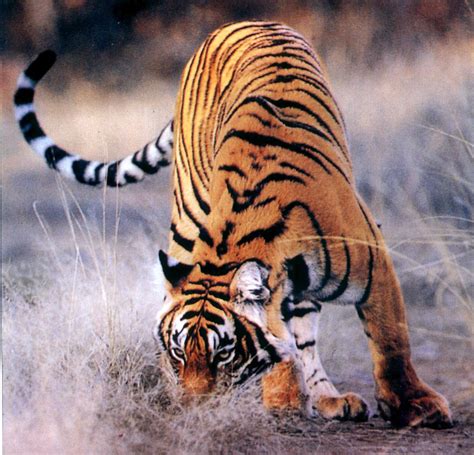 Tiger The Most Dangerous Wildlife In The World Wildlife Of World