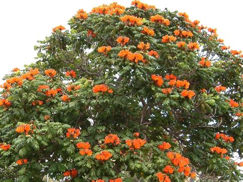 Spathodea Flame Of The Forest African Tulip Tree
