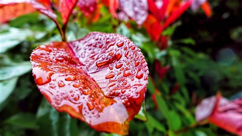 Autumn Rain And Leaves 3840x2160 Download Hd Wallpaper Wallpapertip