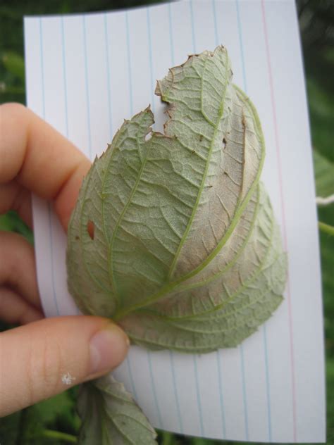 What causes curly leaves on fruit trees? Berks County Pennsylvania