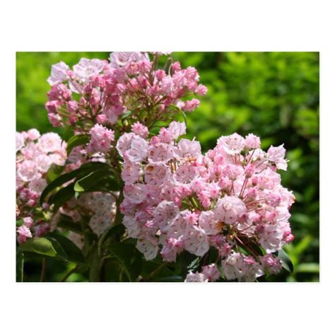 Pretty Pink Mountain Laurel Flowers Postcard