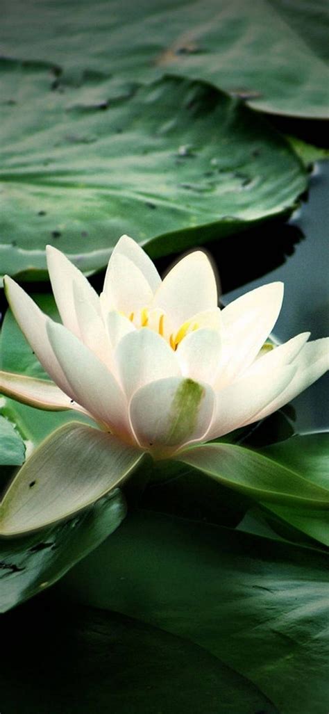 Lily Water Leaves 1080x2340