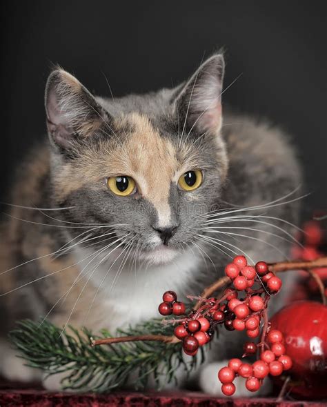 Beautiful Tricolor Cat In Studio Stock Photo Image Of Beautiful