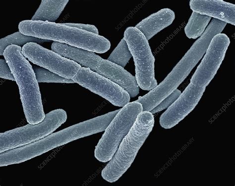 Escherichia Coli Bacteria E Coli Stock Image C0058232 Science
