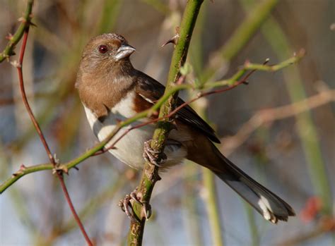 We did not find results for: Bill Hubick Photography - Eastern Towhee (Pipilo ...