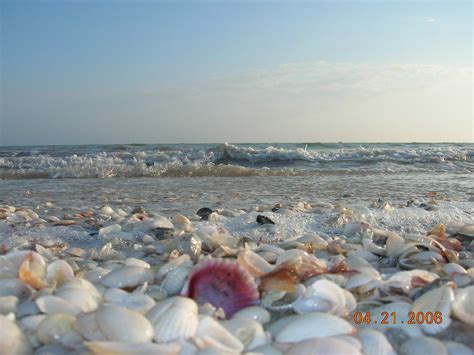 Sanibel Island Florida Sea Shells Beach A Photo On