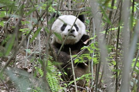 Giant Panda No Longer ‘endangered But Iconic Species Still At Risk