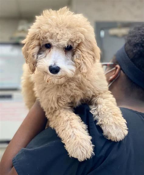 Compassionate care veterinary hospital of charlotte. Compassionate Care Veterinary Hospital of Charlotte - Home ...