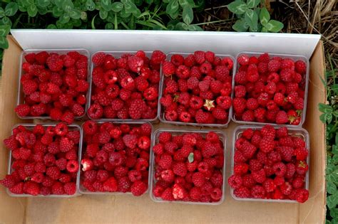 If you could be more specific about its size, shape and location, it would be easier. Brenda's Berries & Orchards: Red raspberries ripening