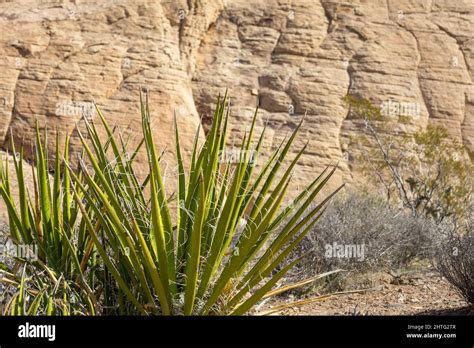 A Mojave Desert Green Plant With A Texture Boulder Background Stock
