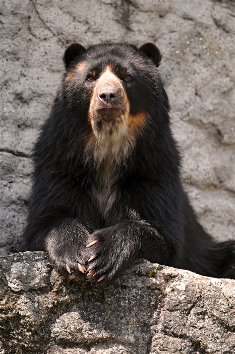 Spectacled Bear Bear Legend