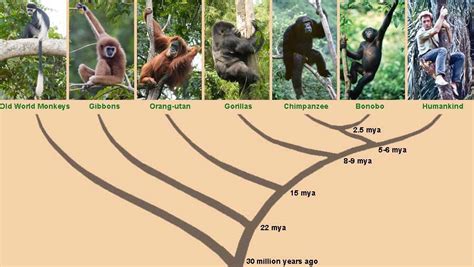 Great Apes Are Kin Not Ancestors Safarizona