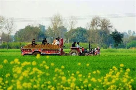 Beautiful And Green Fields Of Punjab Pakistan Fields Images And Wallpapers