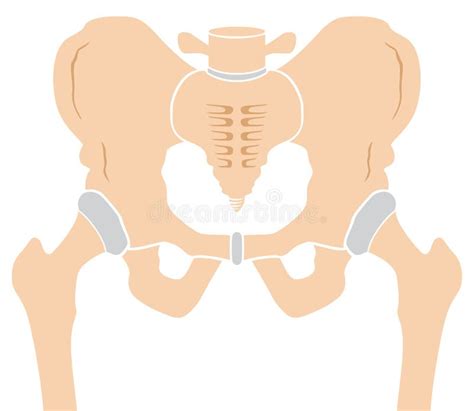 The Hip Bone Stock Illustration Illustration Of Skeletal 34165009