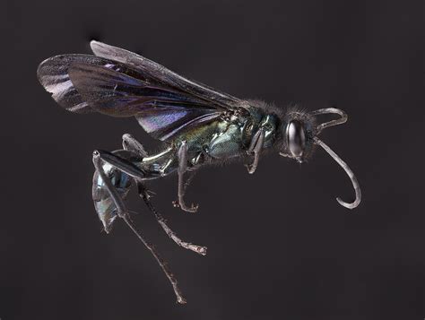 Chalybion Californicum Blue Mud Dauber Wasp This Beautifu Flickr