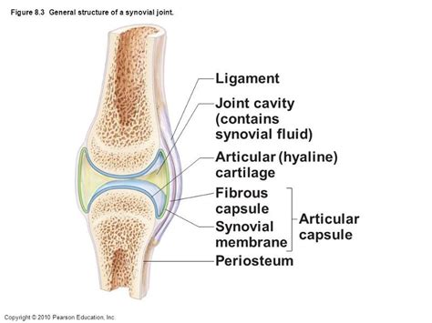 12 Different Types Of Synovial Joints Nayturr