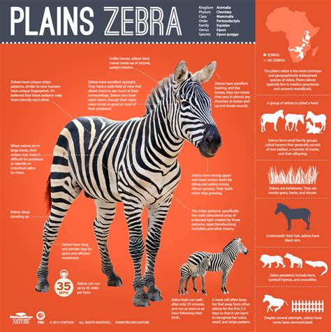 Great Zebra Exodus ~ Infographic All About The Plains Zebra Nature Pbs