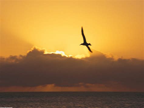 Flying Bird Dreaming Ocean Summer Peaceful Sunset Seagull