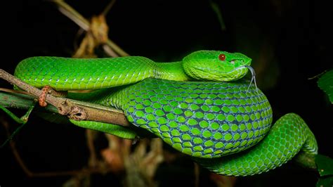 Viper Snake Reptile Squama Terrarium 4k Hd Wallpapers Hd Wallpapers