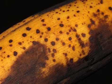 Banana Pathogenic Fungi Colletotrichum Musae On Banana Flickr