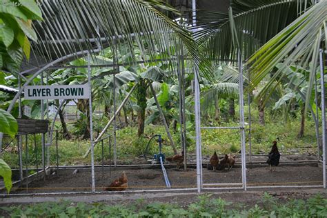 Destination Philippines The Farm Garin Farm San Joaquin Iloilo