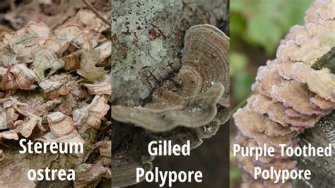 how to identify turkey tail mushrooms and look alikes feral foraging