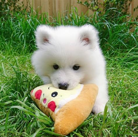 Cute Fluffy Dogs Fluffy Animals I Love Dogs Animals And Pets Cute