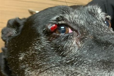 Dog Eyelid Tumors Types And Treatments Dr Buzbys Toegrips For Dogs