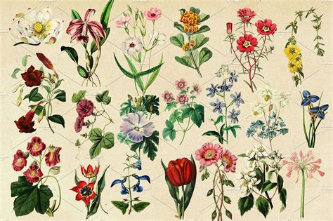 Antique Botanical Floral Graphics 2 With Images Vintage Paper