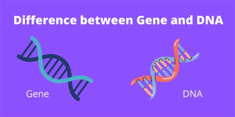 Difference Between Gene And Dna