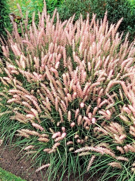 The Prettiest Ornamental Grasses For Sun And Shade Grasses
