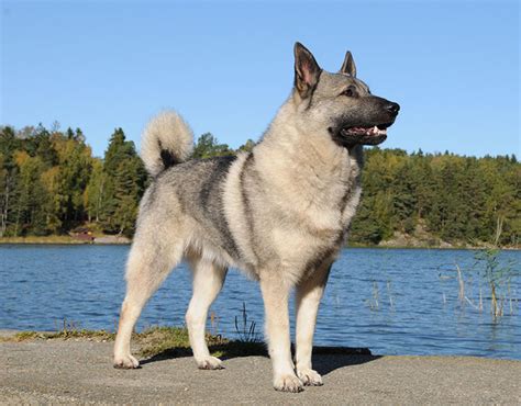 Norwegian Elkhound Grey Nordic Kennel Union