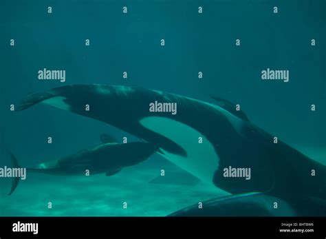 Killer Whale Mother And Calf Hi Res Stock Photography And Images Alamy