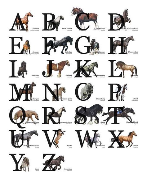 Horse Breeds Alphabet A Z Poster Horse Lover T Horse Breeds