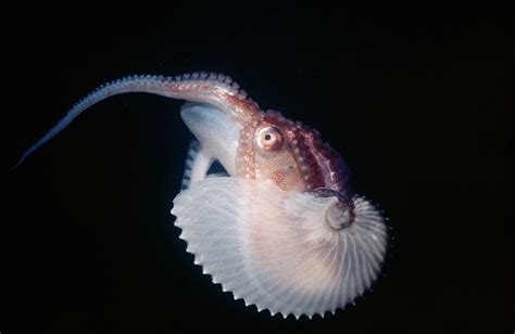 Absurd Creature Of The Week The Beautiful Octopus Whose Sex Is All