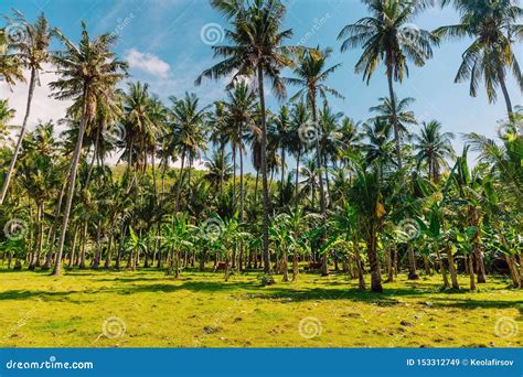 Coconut Palms And Sky In Tropical Forest Stock Image Image Of Grass