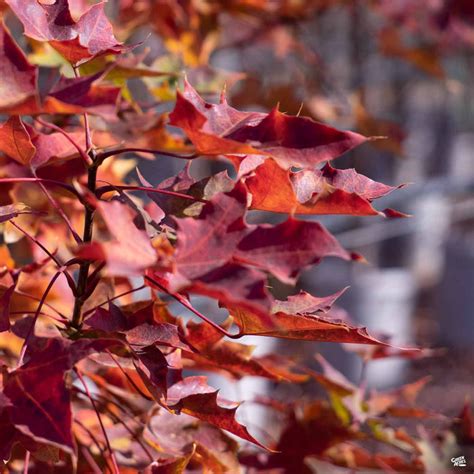 Shantung Maple Pacific Sunset — Green Acres Nursery And Supply