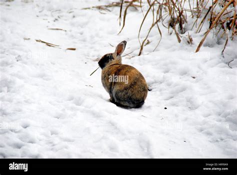 Rabbit In The Snow Stock Photo Alamy