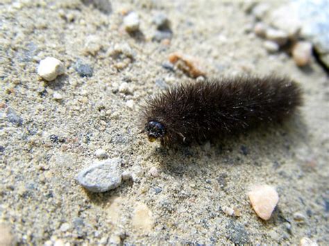 Black Fuzzy Caterpillar Its Coming Right For Us Flickr