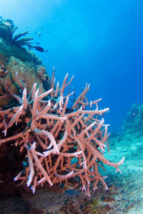 Staghorn Coral Is The Fastest Growing Coral On The Great Barrier Reef